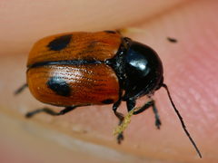 Cryptocephalus bipunctatus