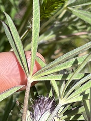 Lupinus albicaulis