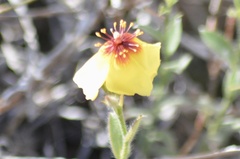 Crocanthemum brasiliense