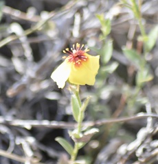 Crocanthemum brasiliense