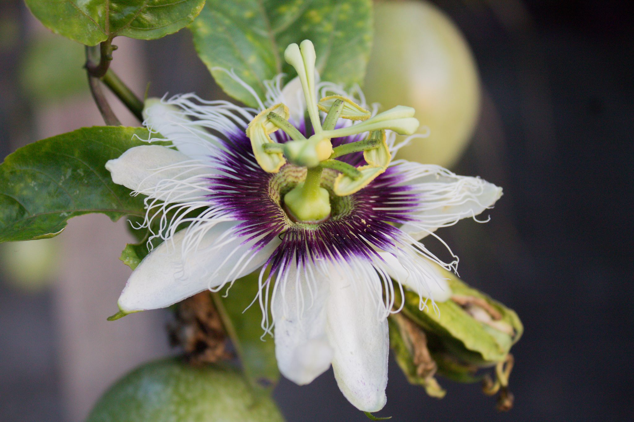 Passiflora edulis