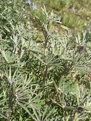 Lupinus albicaulis