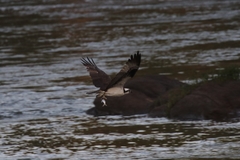 Pandion haliaetus