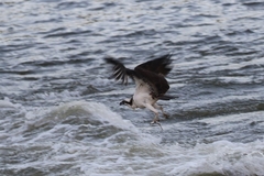 Pandion haliaetus