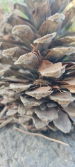 Latiblattella tarasca
