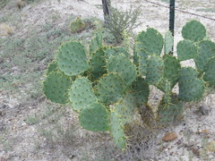 Opuntia cacanapa