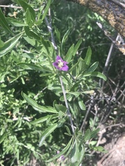 Lycium barbarum