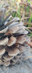 Latiblattella tarasca