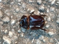 Strategus aloeus