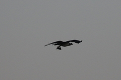 Pandion haliaetus