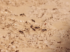 Solenopsis geminata