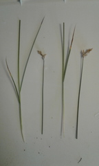 Carex duriuscula