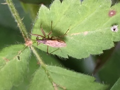 Nabis roseipennis