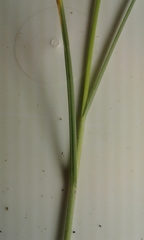 Carex duriuscula