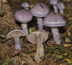 Cortinarius contulmensis