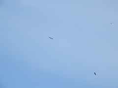 Haliaeetus albicilla