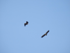 Haliaeetus albicilla