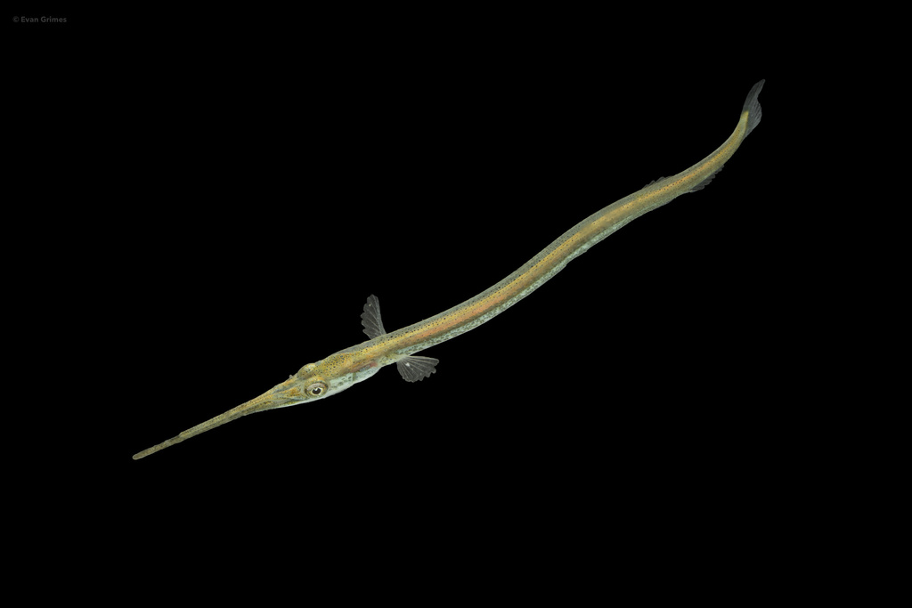 Photo of a Atlantic Needlefish