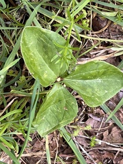 Trillium albidum parviflorum