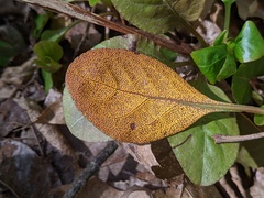 Rossmanomyces pyrolae