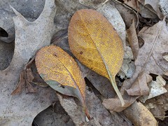 Rossmanomyces pyrolae