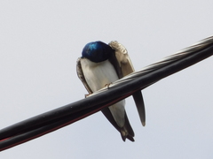 Tachycineta bicolor image