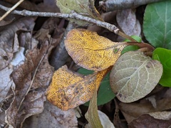 Rossmanomyces pyrolae