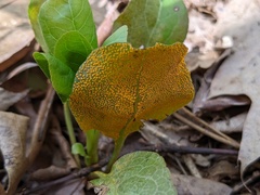 Rossmanomyces pyrolae