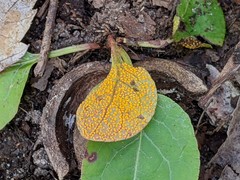 Rossmanomyces pyrolae