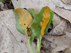 Rossmanomyces pyrolae