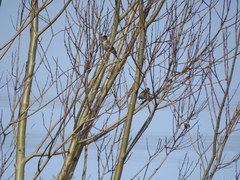Emberiza schoeniclus