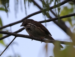 Melospiza melodia