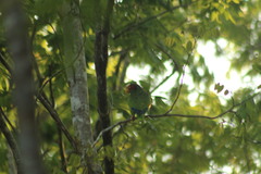 Amazona xantholora