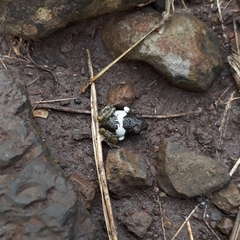 Craugastor augusti cactorum