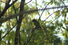 Amazona xantholora