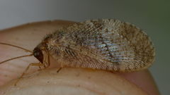 Megalomus tortricoides