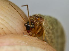 Megalomus tortricoides