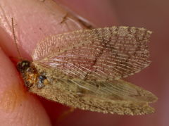 Megalomus tortricoides