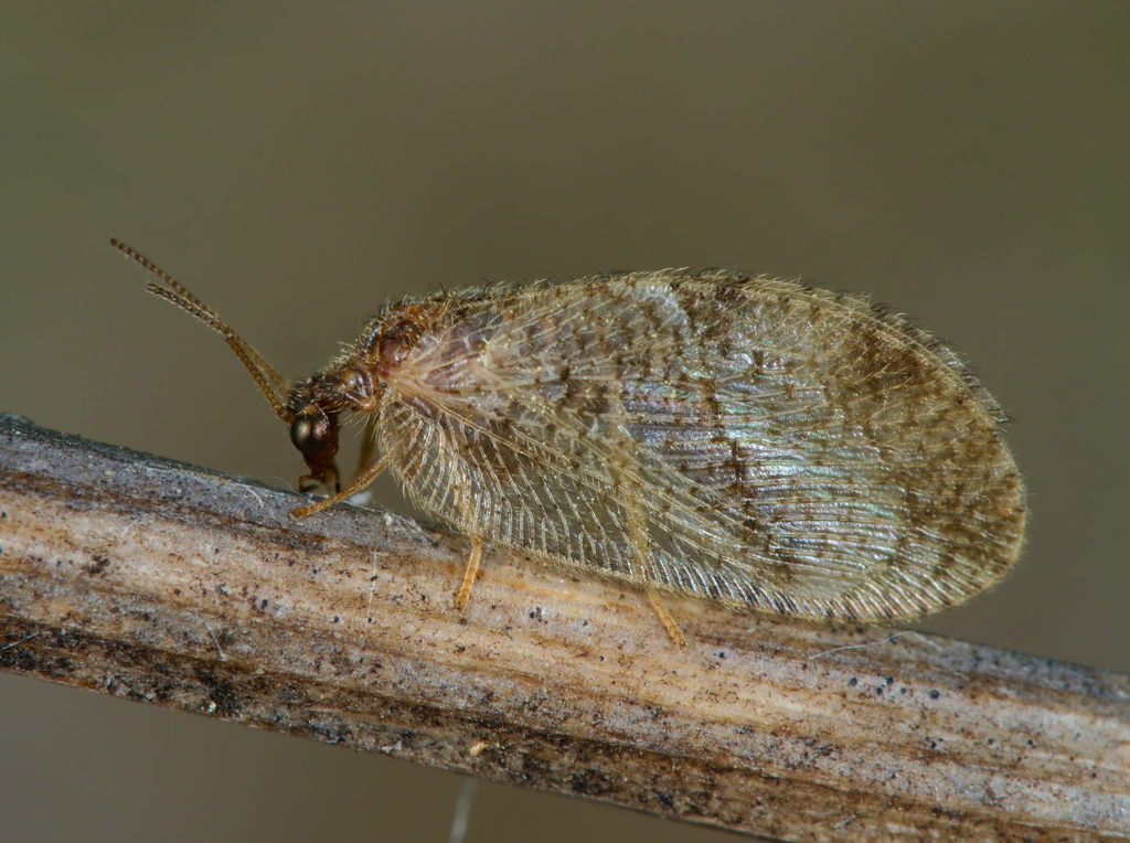 Megalomus tortricoides