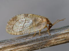 Megalomus tortricoides