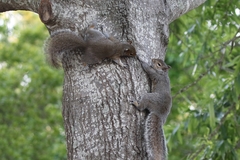 Sciurus carolinensis