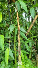 Phyllostachys makinoi