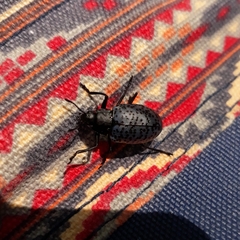 Cypherotylus californicus