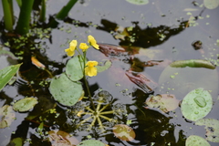 Utricularia inflata