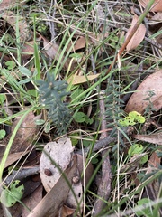 Acrotriche prostrata