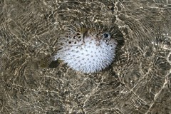 Diodon hystrix
