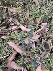 Acrotriche prostrata