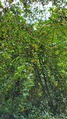 Prinsepia scandens