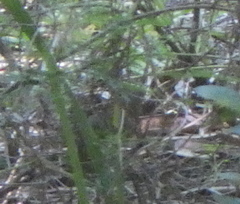 Oporornis agilis