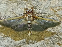 Apilocrocis brumalis